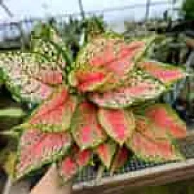 Aglaonema Red Valentine 5"